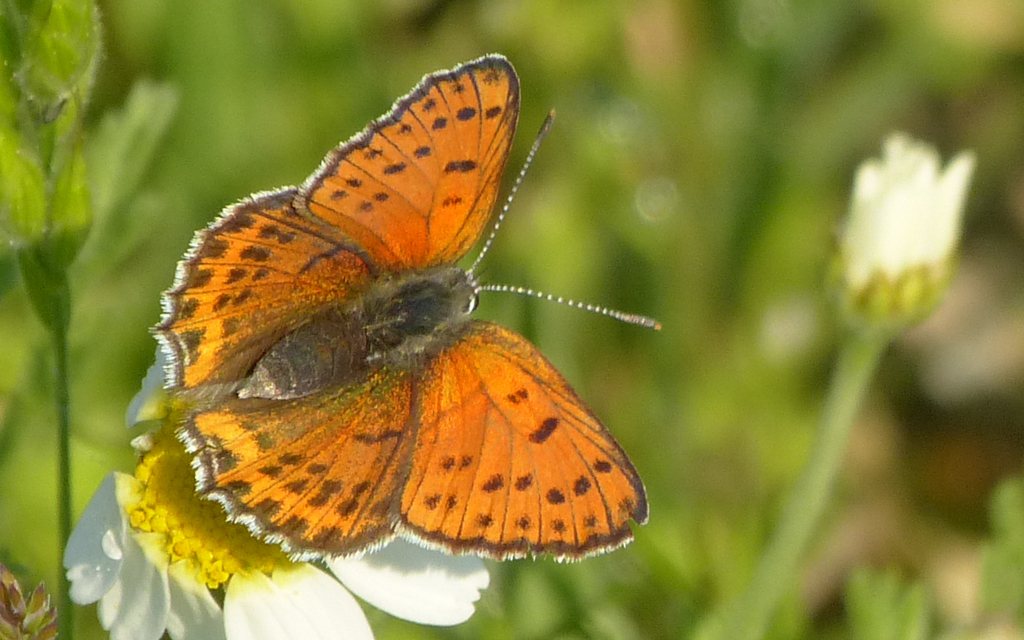 Lycaena thersamon - kis tűzlepke