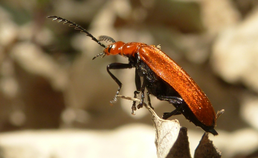 Pyrochroa serraticornis - közép-bíborbogár