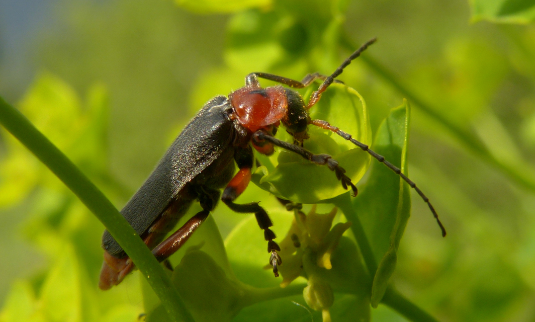 Cantharis rustica - suszterbogár