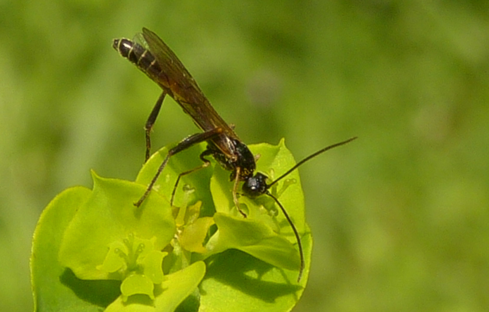 Ichneumonidae - valódi fürkészdarazsak