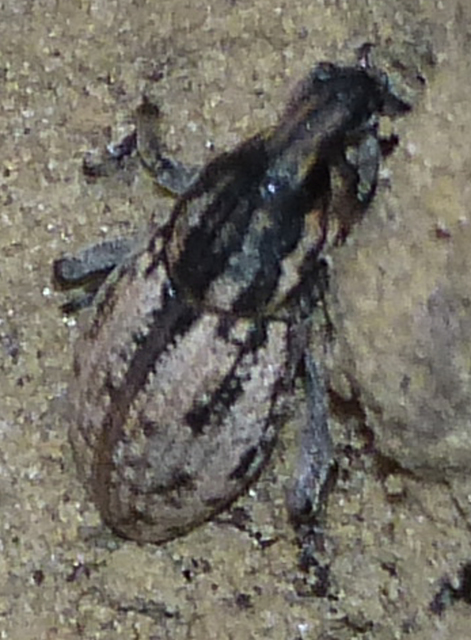 Pseudocleonus cinereus - hamvas barkó