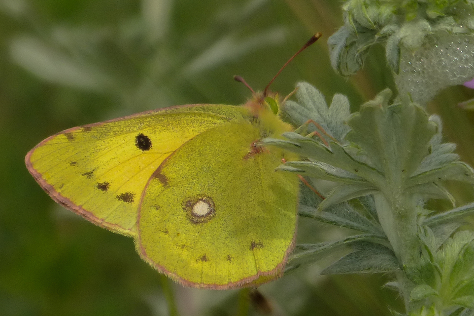 Colias chrysotheme - dolomit-kéneslepke