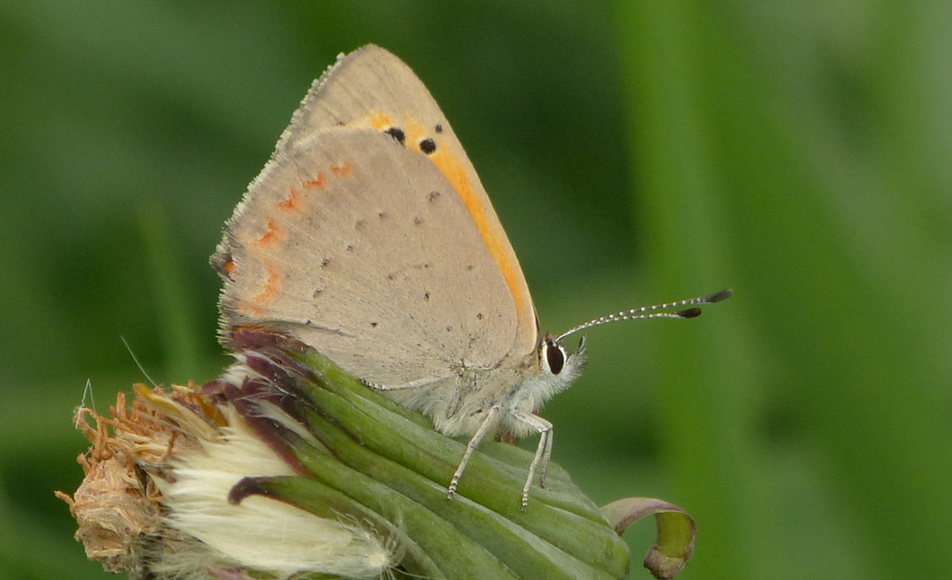 Lycaena phlaeas - közönséges tűzlepke