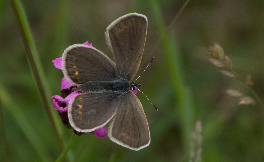 Plebejus argus - ezüstös boglárka