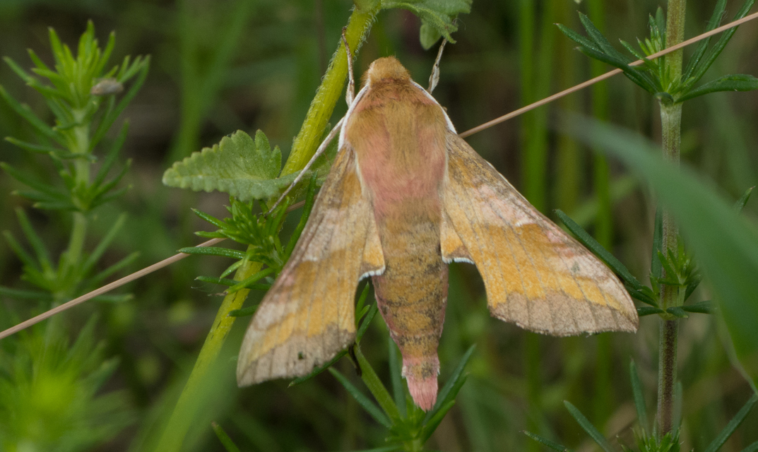Deilephila porcellus - piros szender