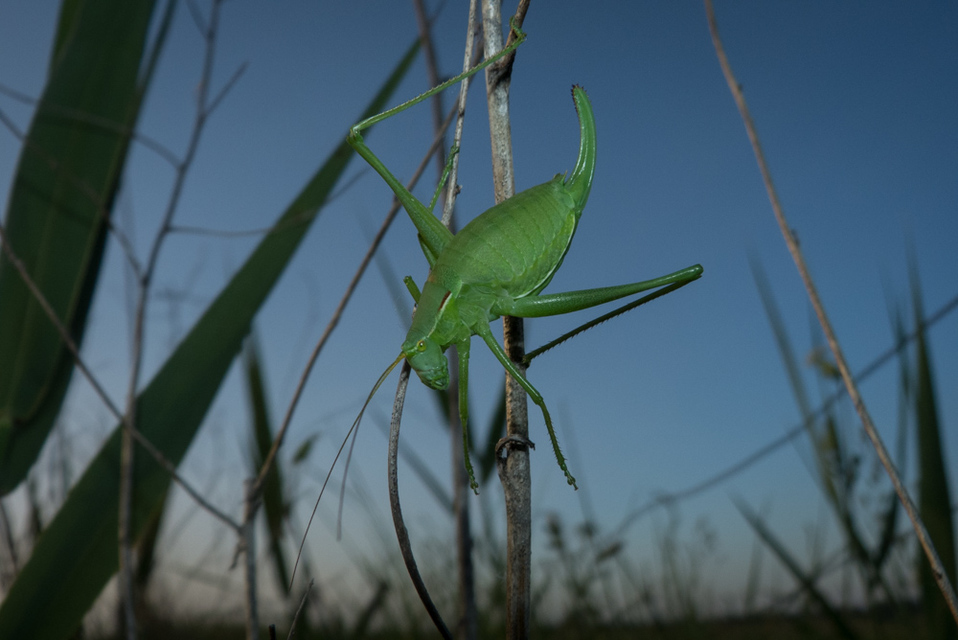 Isophya costata - magyar tarsza