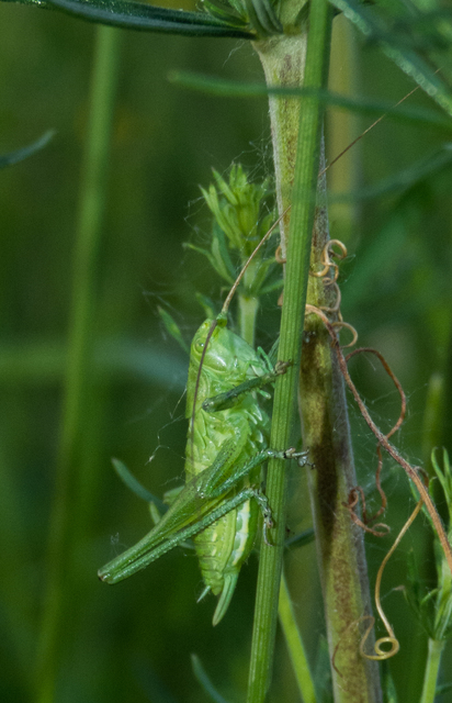 Tettigonia viridissima - zöld lombszöcske