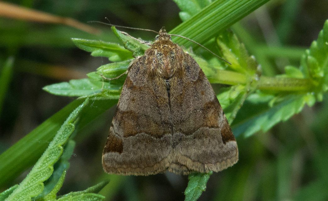 Euclidia glyphica - közönséges nappalibagoly