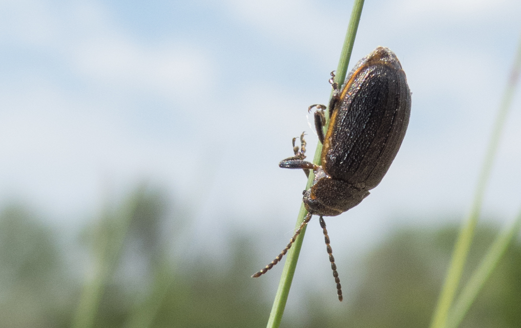Galeruca interrupta - bordás olajosbogár