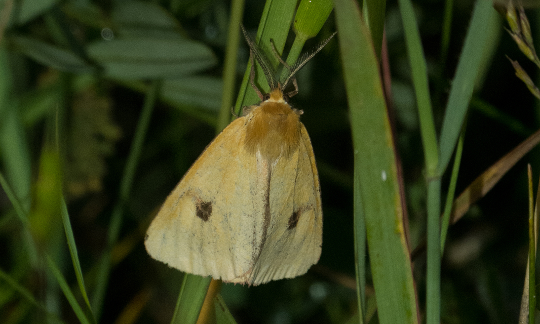 Diacrisia sannio - vörösszélű medvelepke