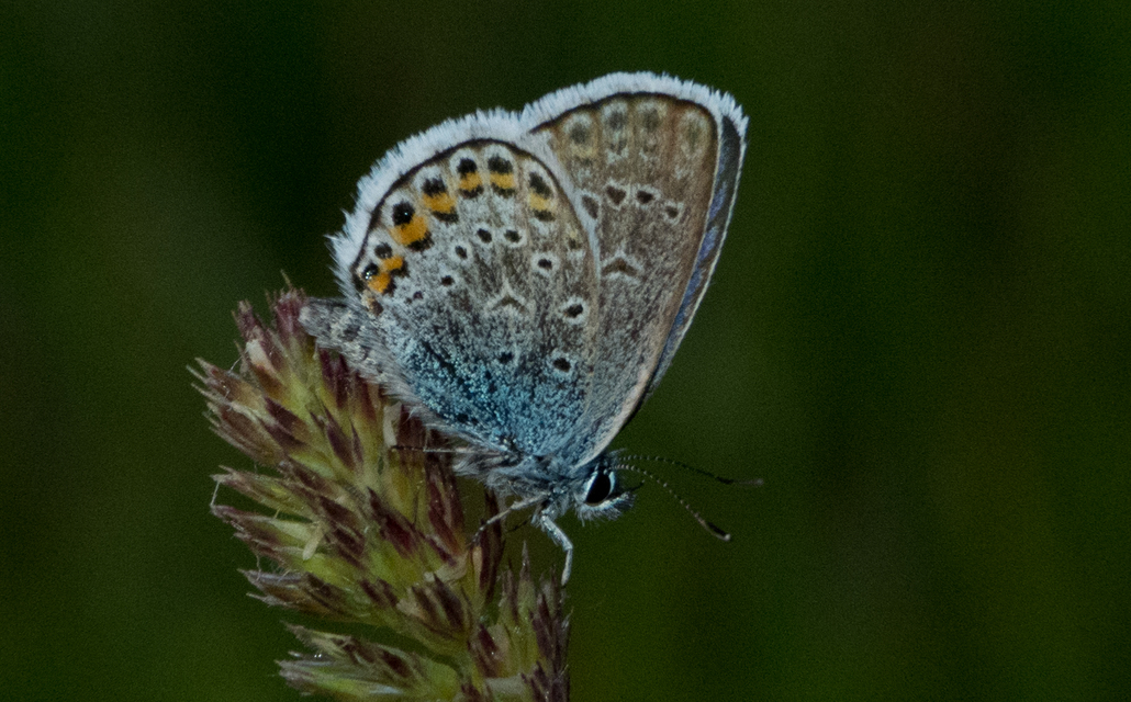 Plebejus argus - ezüstös boglárka