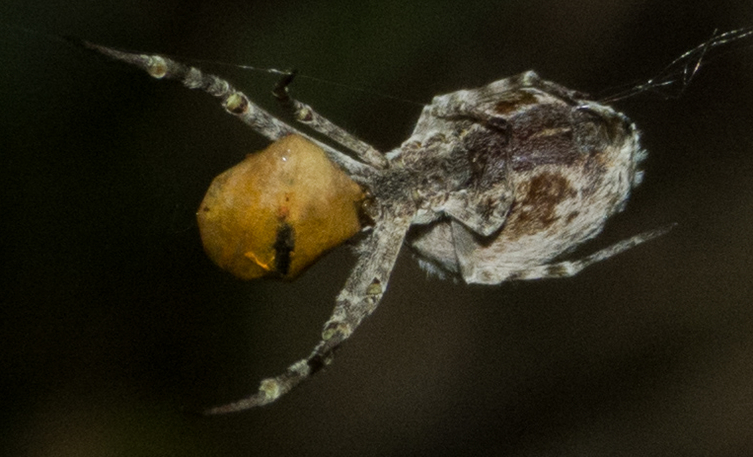 Uloborus walckenaerius - derespók