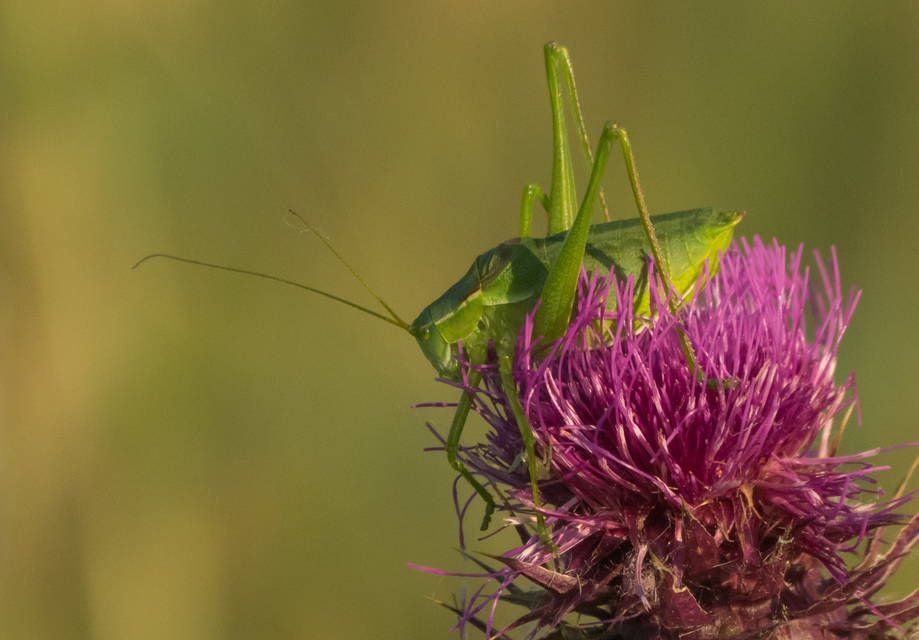Isophya costata - magyar tarsza
