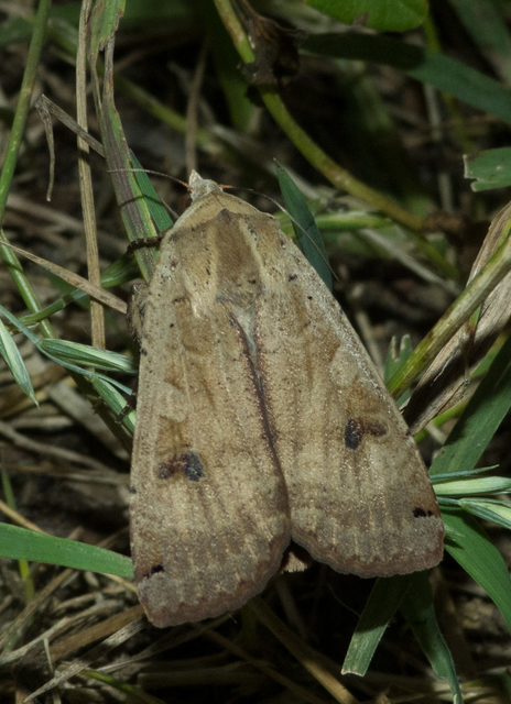 Noctua pronuba - nagy sárgafűbagoly