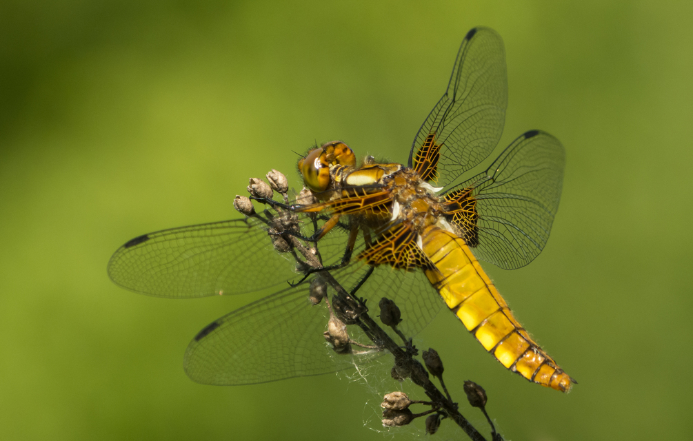 Libellula depressa - széles laposacsa