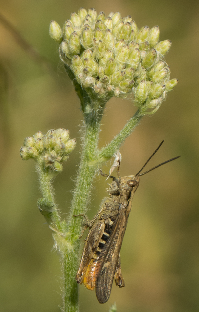 Chorthippus brunneus - közönséges tarlósáska