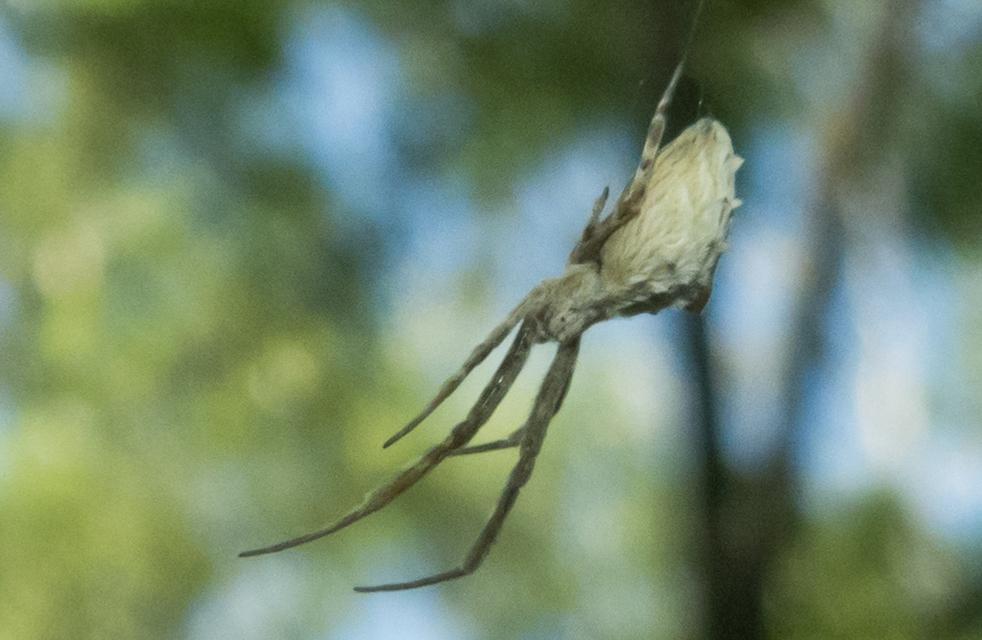 Uloborus walckenaerius - derespók