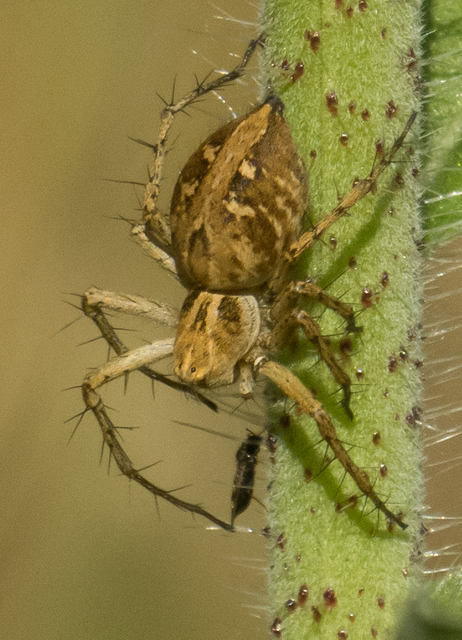 Oxyopes heterophthalmus - homoki hiúzpók
