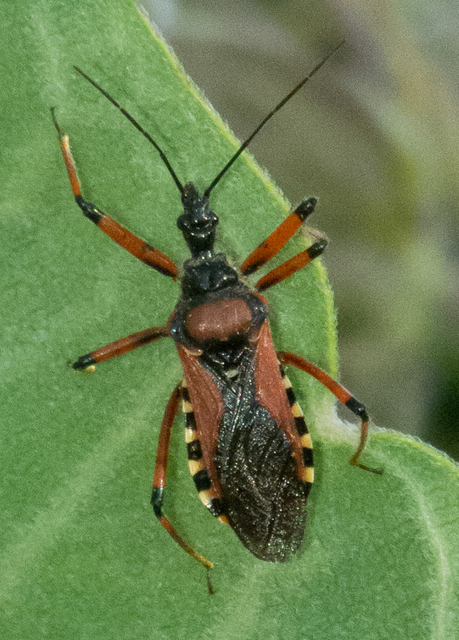 Rhynocoris iracundus - közönséges gyilkospoloska