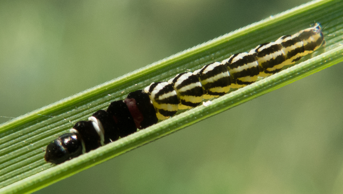 Helcystogramma
