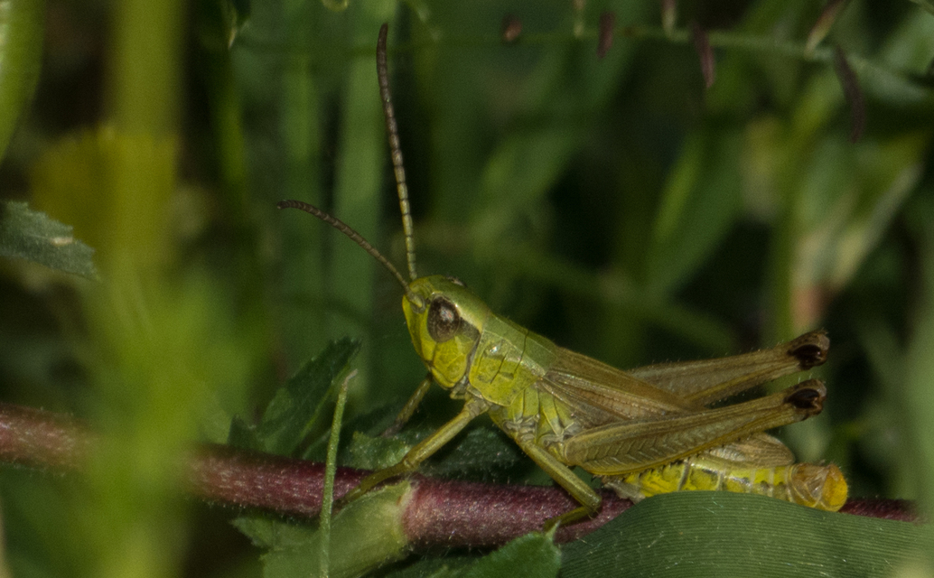 Pseudochorthippus parallelus - közönséges rétisáska