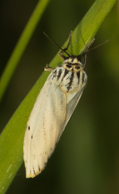 Spiris striata - csíkos molyszövő