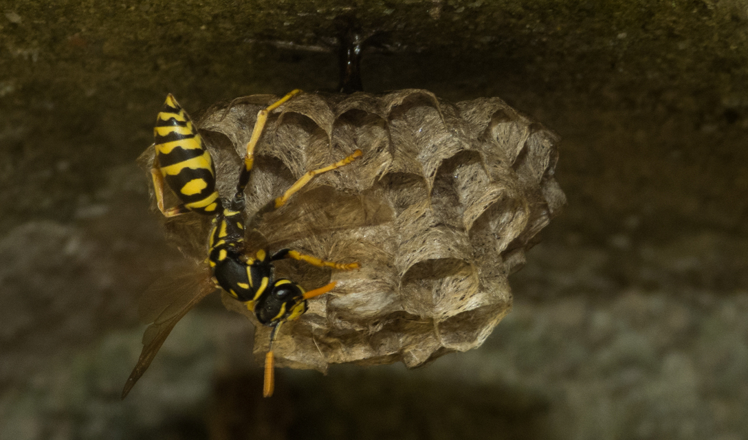 Polistes dominulus - déli papírdarázs