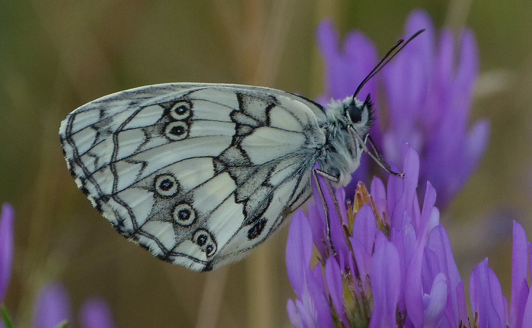 Melanargia galathea - sakktáblalepke