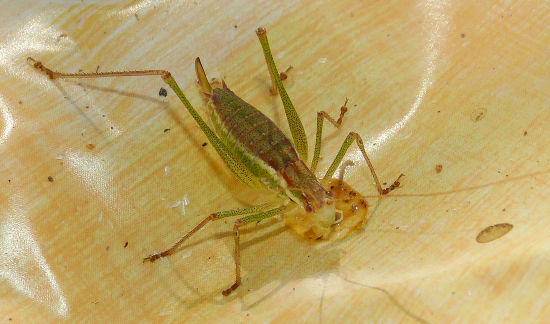 Leptophyes albovittata - közönséges virágszöcske