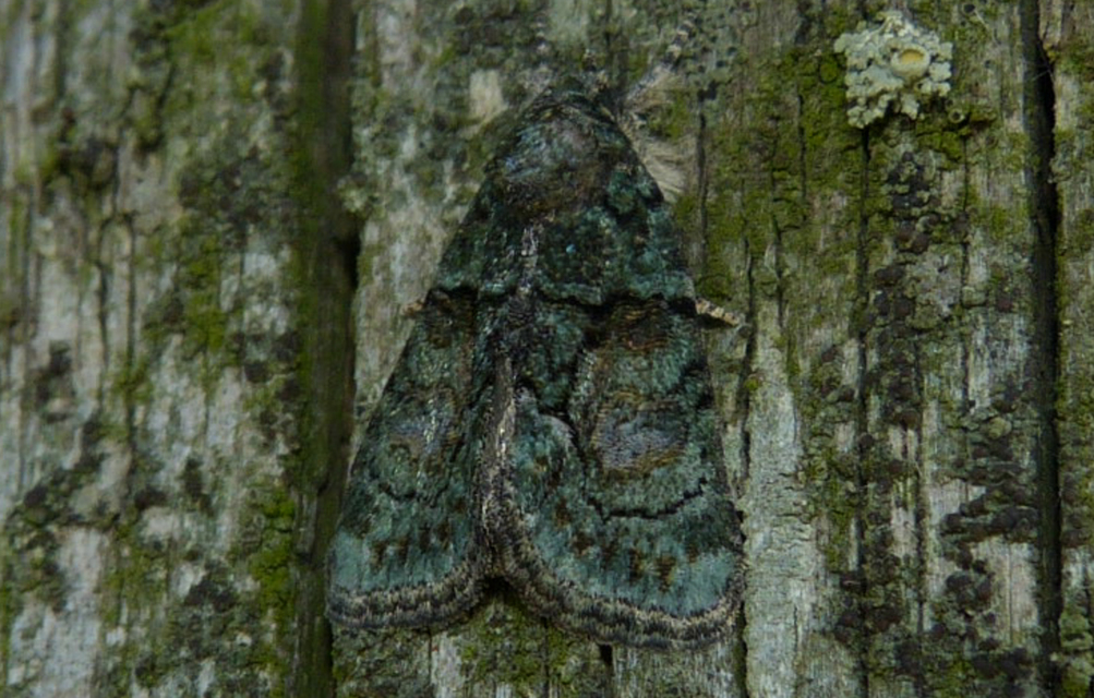Cryphia algae - sárgászöld zuzmóbagoly