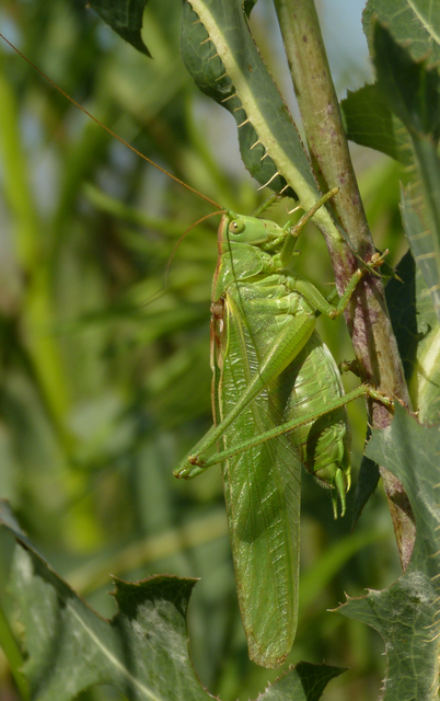 Tettigonia viridissima - zöld lombszöcske