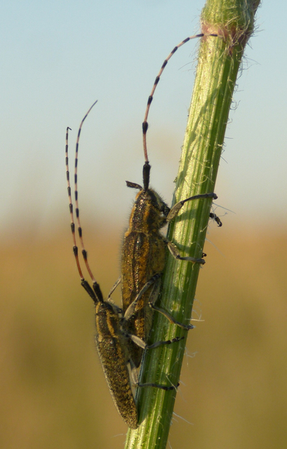 Agapanthia dahli - sárgagyűrűs bogáncscincér