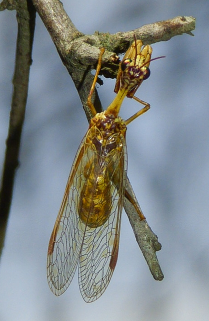 Mantispa styriaca - kétszínű fogólábú-fátyolka