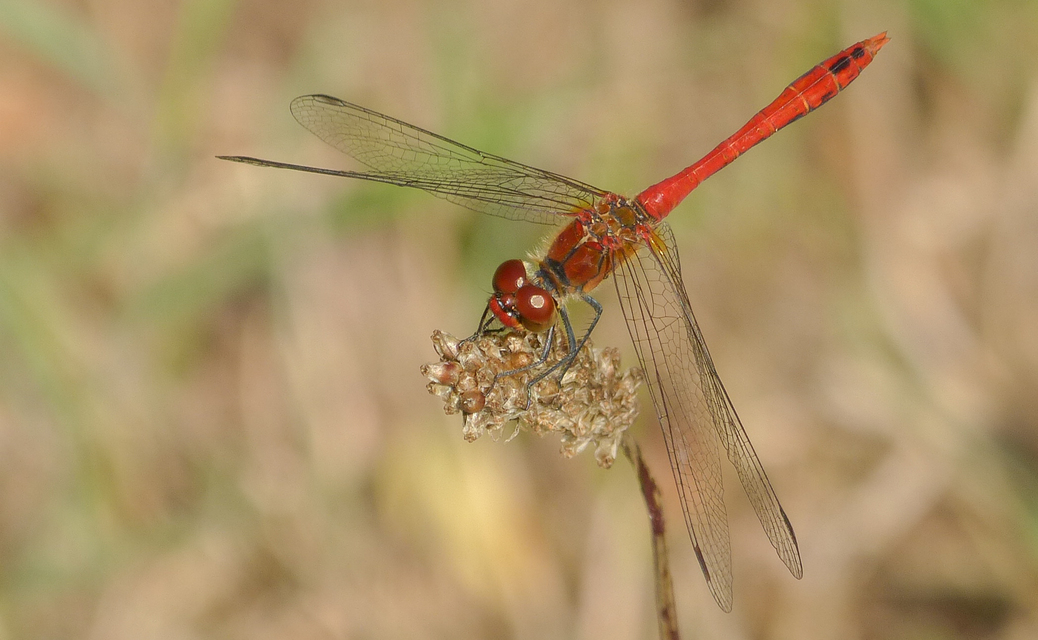 Sympetrum sanguineum - vörös katona-szitakötő