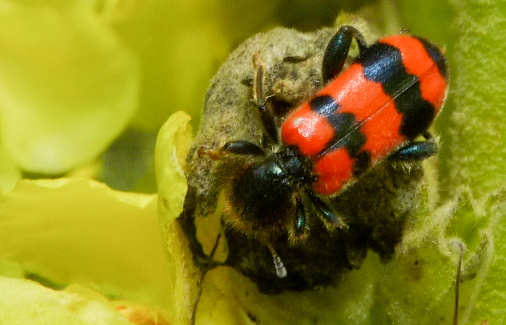 Trichodes apiarius - szalagos méhészbogár
