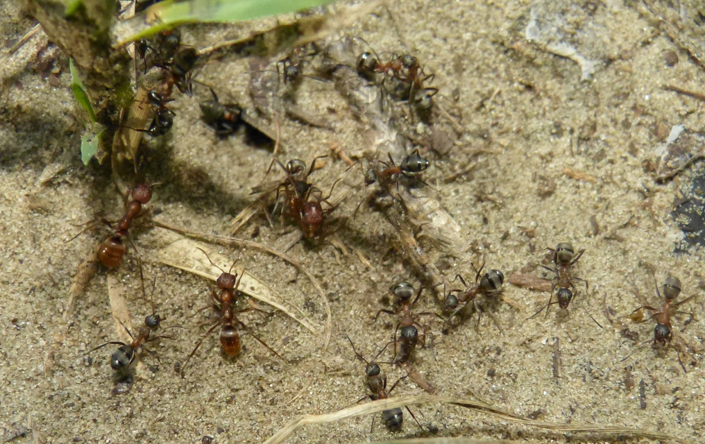 Polyergus rufescens - amazonhangya