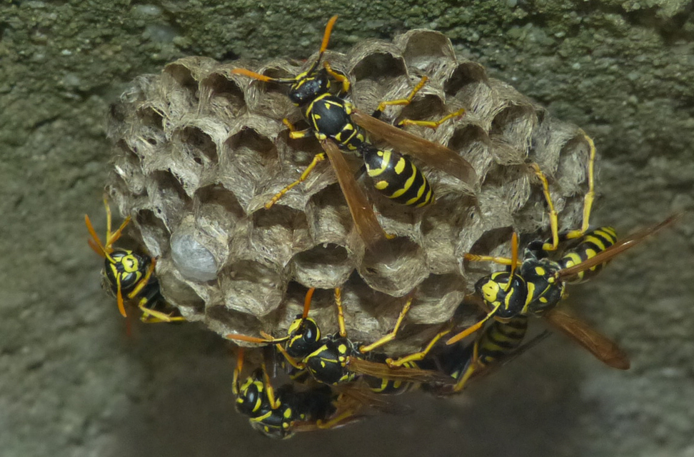Polistes dominulus - déli papírdarázs