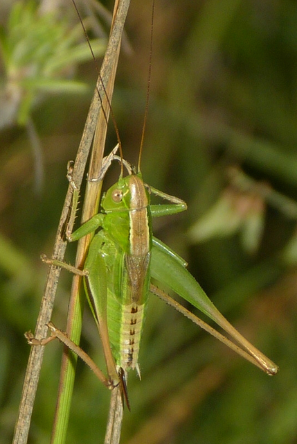 Bicolorana bicolor - halványzöld rétiszöcske