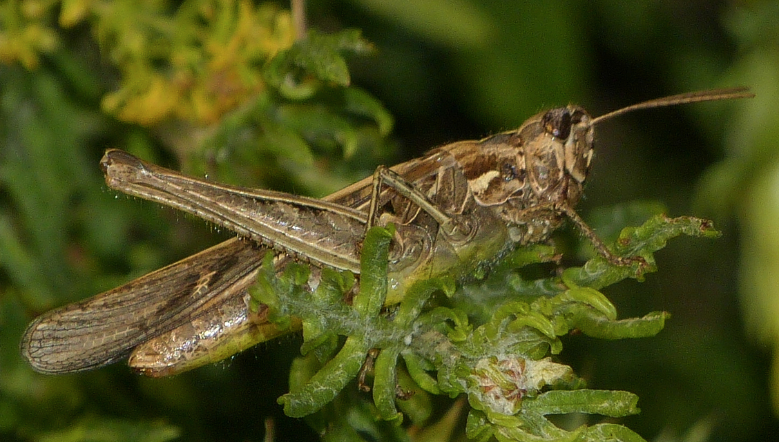 Chorthippus (Glyptobothrus) (subgenus)