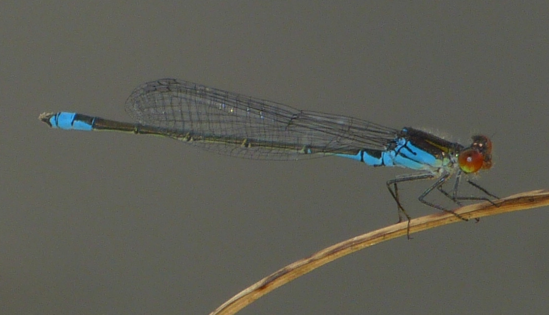 Erythromma viridulum - kis pirosszemű-légivadász