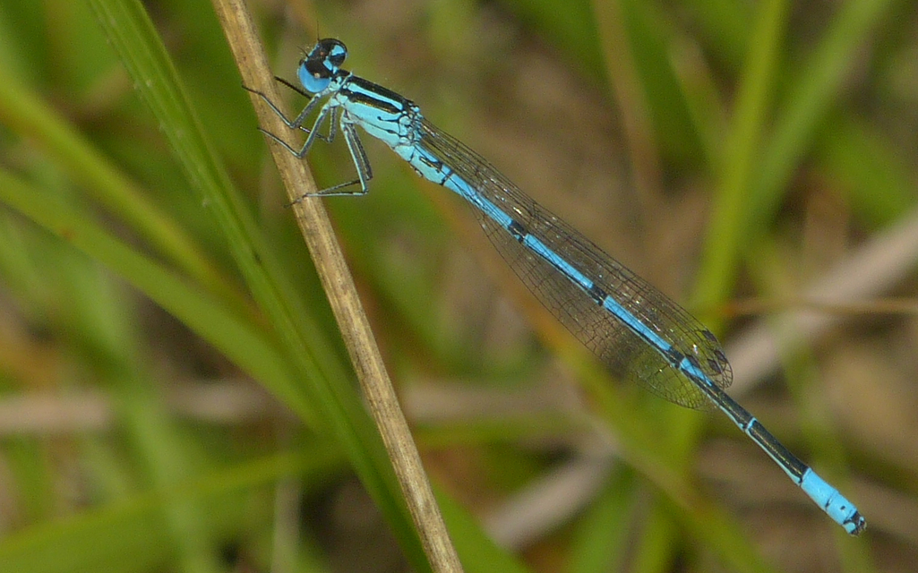 Coenagrion puella - azúrkék légivadász