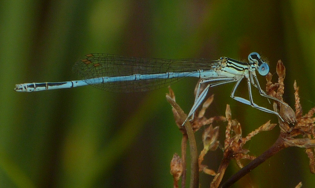 Platycnemis pennipes - széleslábú szitakötő