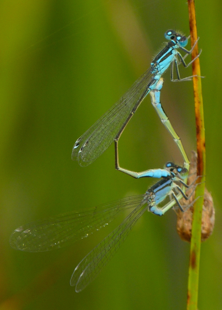 Ischnura elegans pontica - kéköves légivadász