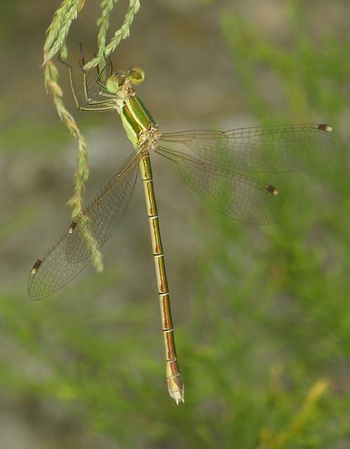 Lestes barbarus - foltosszárnyjegyű rablószitakötő