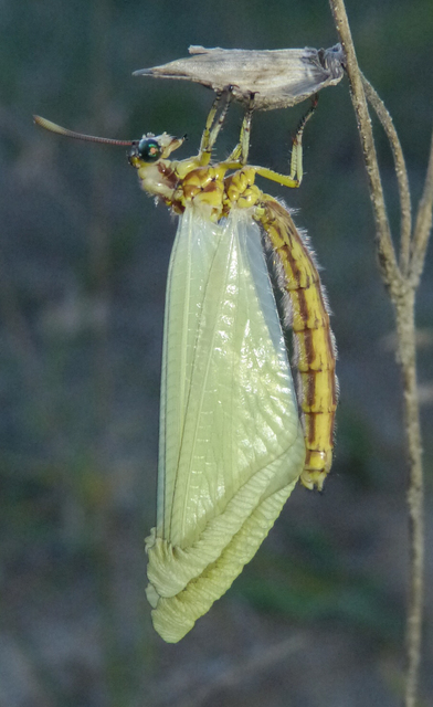 Myrmecaelurus trigrammus - hangyafarkas