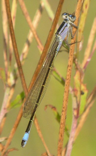 Ischnura elegans pontica - kéköves légivadász