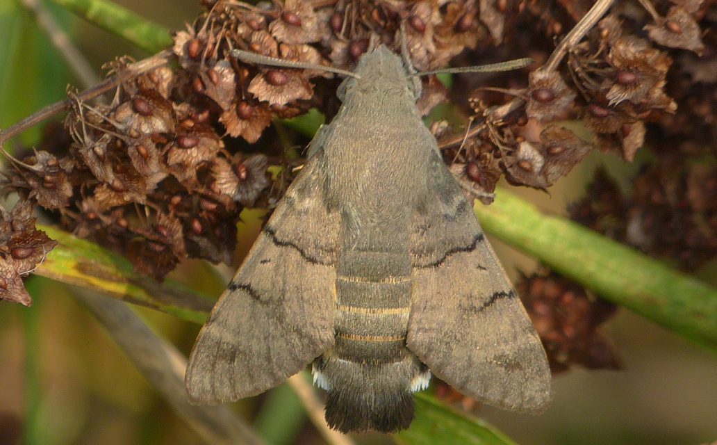 Macroglossum stellatarum - kacsafarkú szender