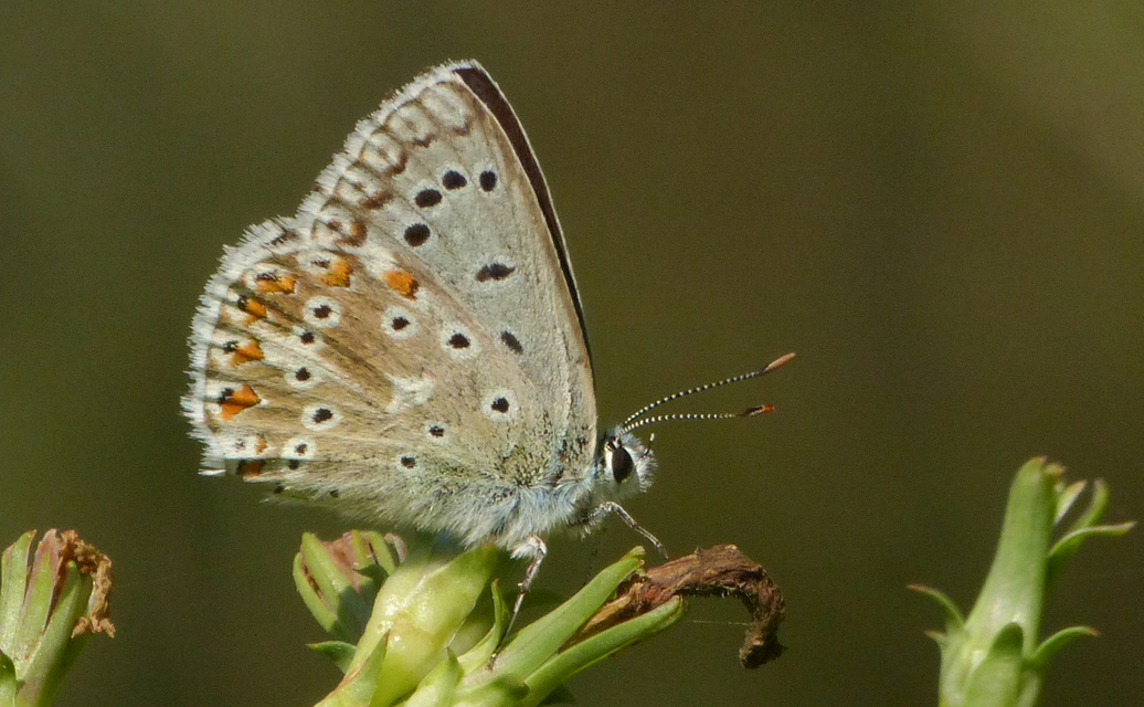 Polyommatus coridon - ezüstkék boglárka