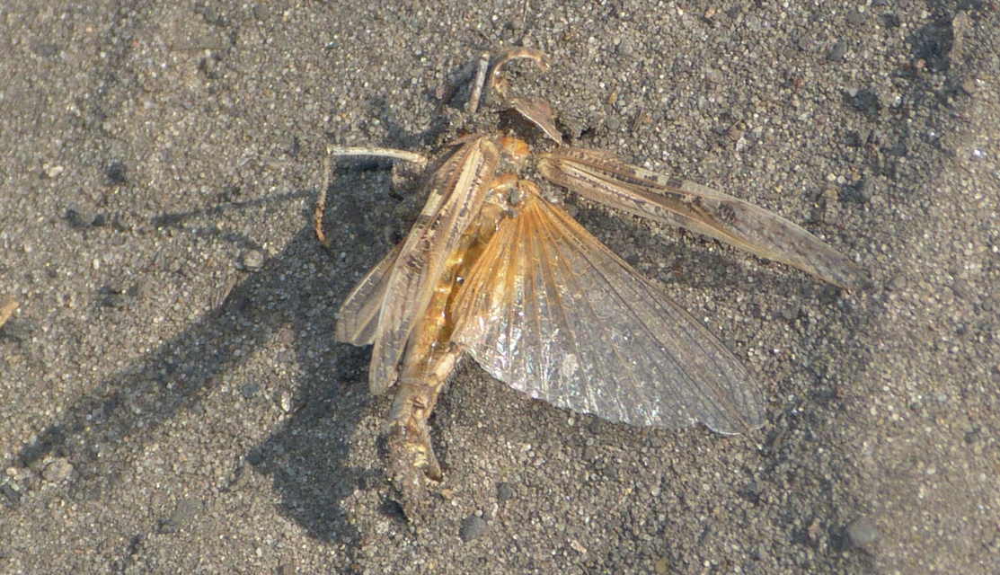Acrotylus longipes - dűnesáska