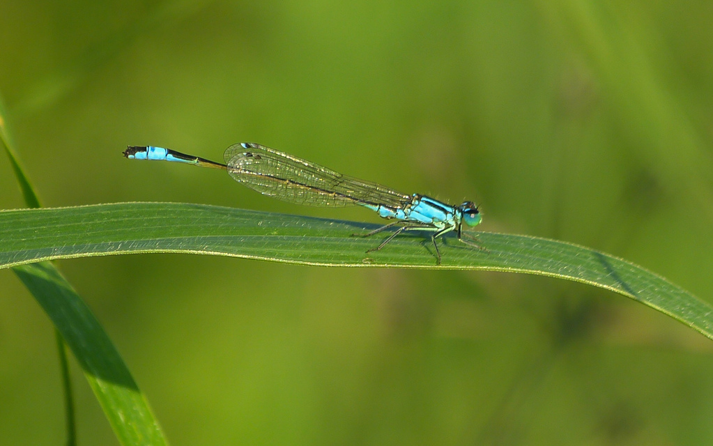 Ischnura elegans pontica - kéköves légivadász